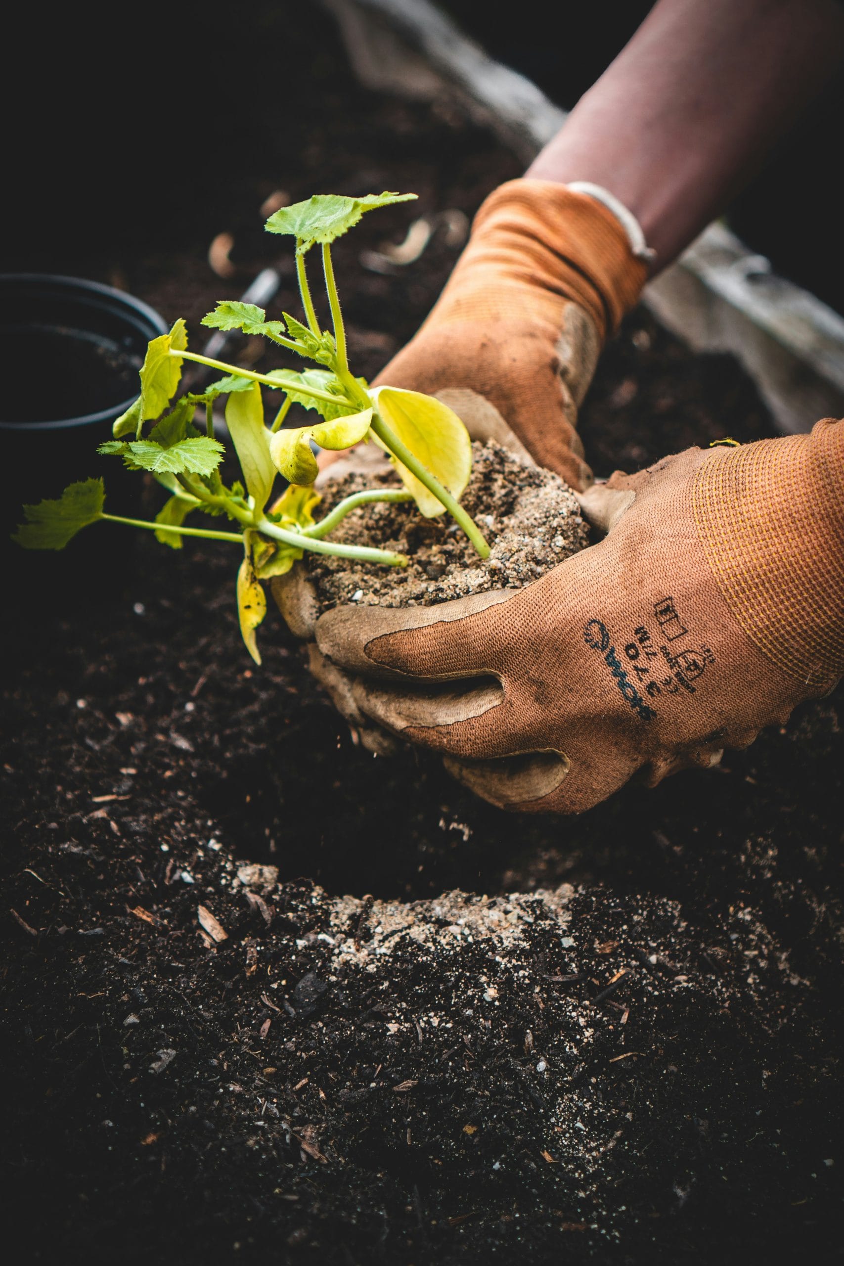 plantering